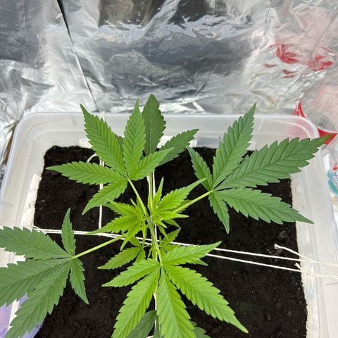 Blueberry Auto  growlog timeline photo