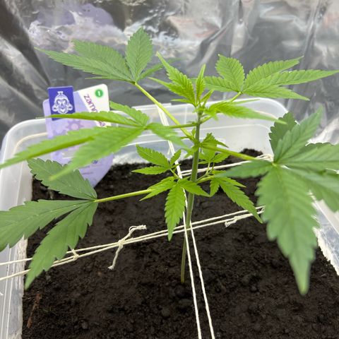 Blueberry Auto  growlog timeline photo