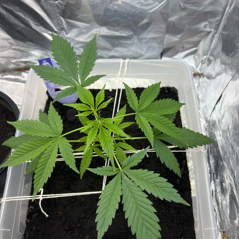 Blueberry Auto  growlog timeline photo