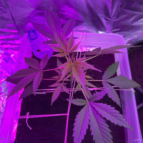 Blueberry Auto  growlog timeline photo