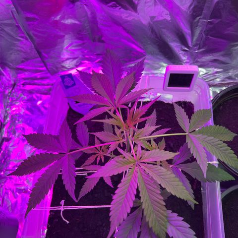 Blueberry Auto  growlog timeline photo