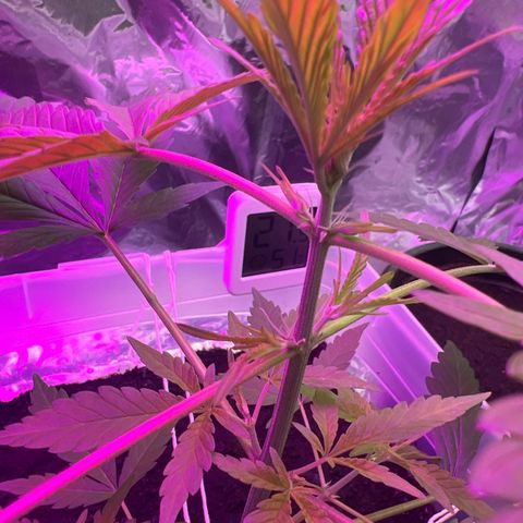 Blueberry Auto  growlog timeline photo