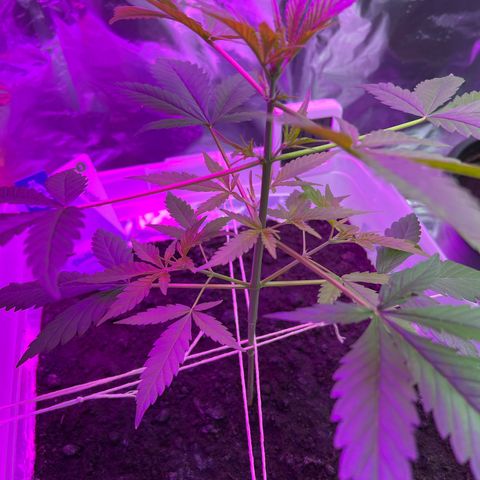 Blueberry Auto  growlog timeline photo