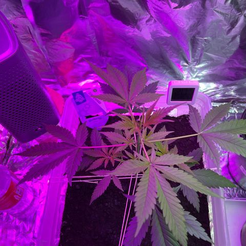 Blueberry Auto  growlog timeline photo