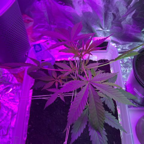 Blueberry Auto  growlog timeline photo