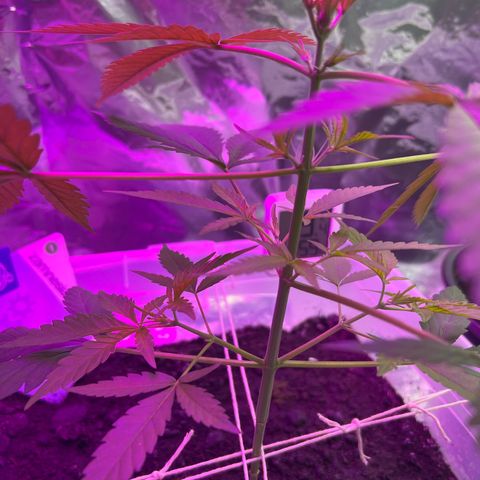 Blueberry Auto  growlog timeline photo