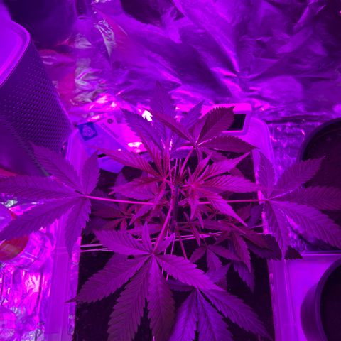 Blueberry Auto  growlog timeline photo