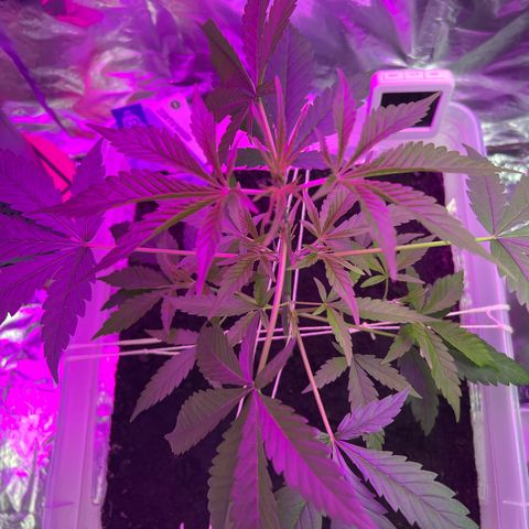 Blueberry Auto  growlog timeline photo