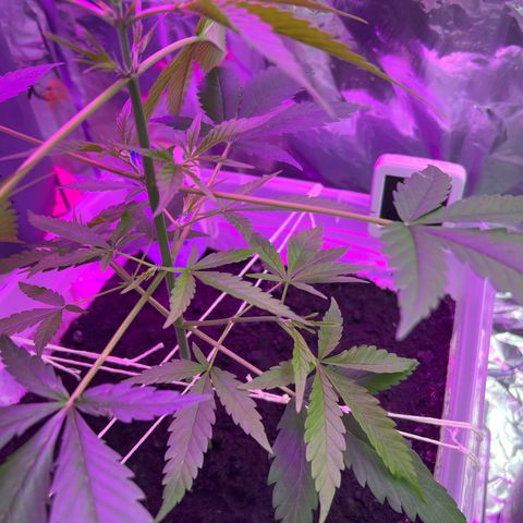 Blueberry Auto  growlog timeline photo
