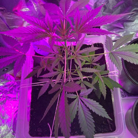 Blueberry Auto  growlog timeline photo