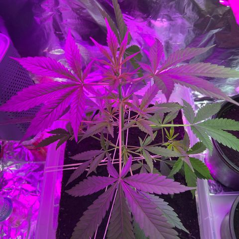 Blueberry Auto  growlog timeline photo