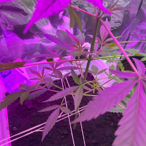 Blueberry Auto  growlog timeline photo