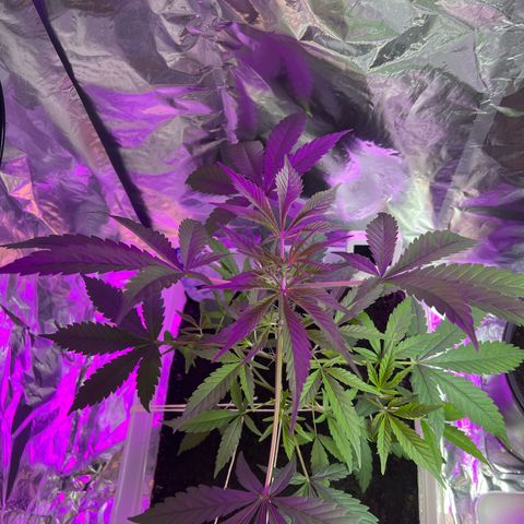 Blueberry Auto  growlog timeline photo