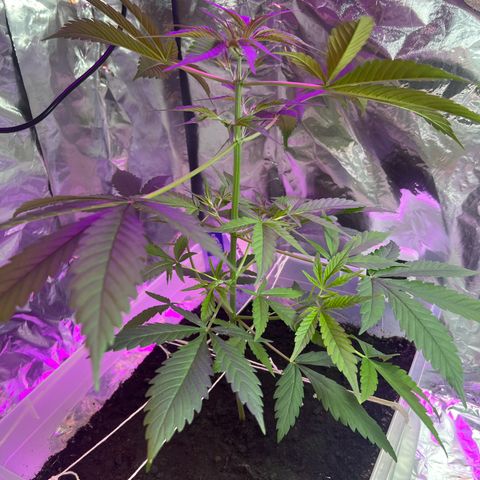 Blueberry Auto  growlog timeline photo