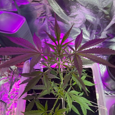 Blueberry Auto  growlog timeline photo
