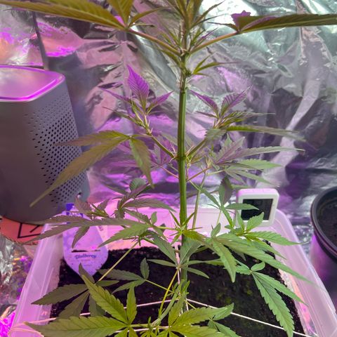 Blueberry Auto  growlog timeline photo
