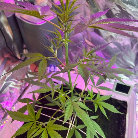 Blueberry Auto  growlog timeline photo