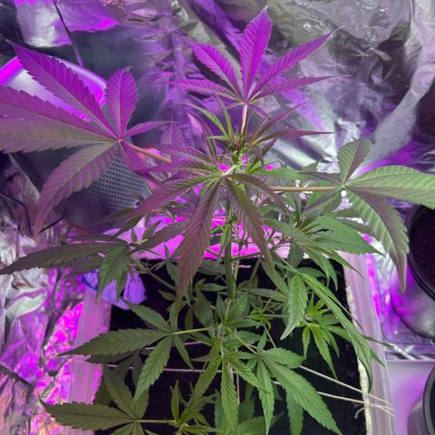 Blueberry Auto  growlog timeline photo