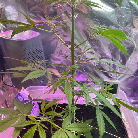 Blueberry Auto  growlog timeline photo