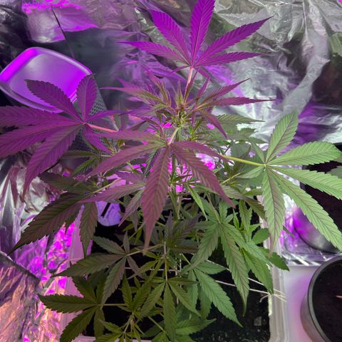 Blueberry Auto  growlog timeline photo