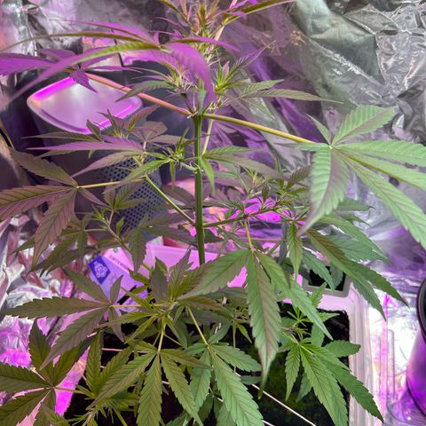 Blueberry Auto  growlog timeline photo