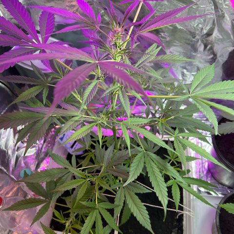 Blueberry Auto  growlog timeline photo