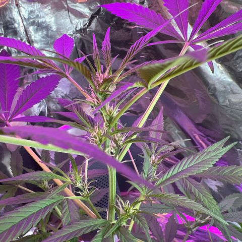 Blueberry Auto  growlog timeline photo