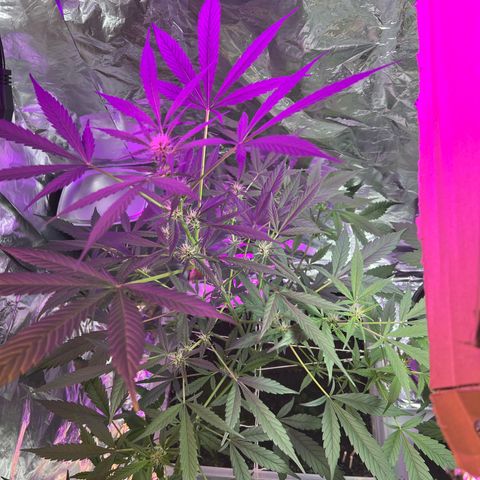 Blueberry Auto  growlog timeline photo