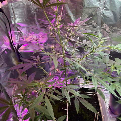 Blueberry Auto  growlog timeline photo