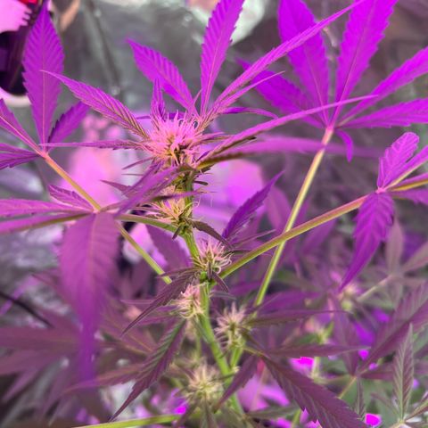Blueberry Auto  growlog timeline photo