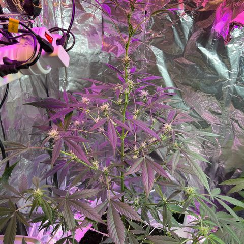 Blueberry Auto  growlog photo: 73cm high