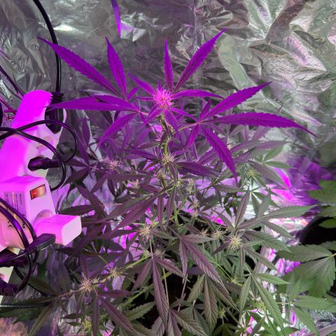 Blueberry Auto  growlog photo: 73cm high