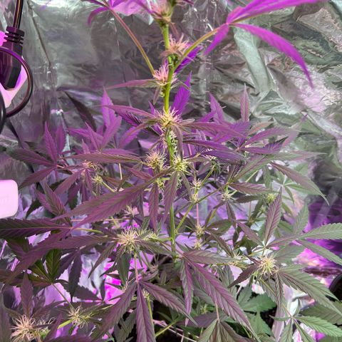 Blueberry Auto  growlog timeline photo