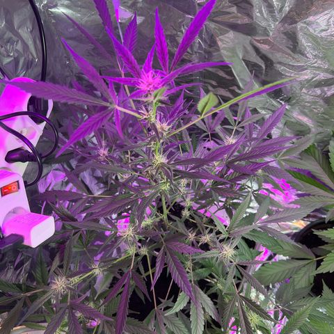 Blueberry Auto  growlog timeline photo