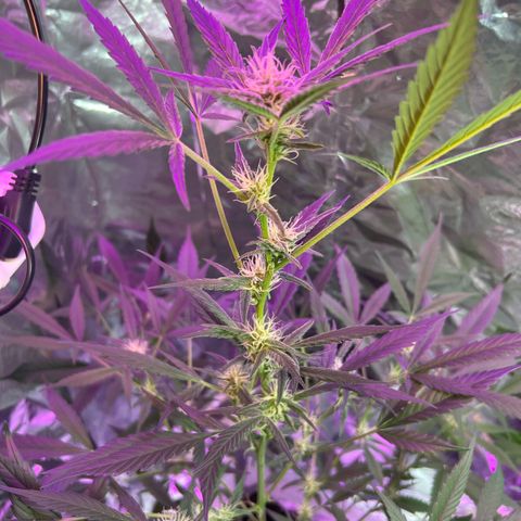 Blueberry Auto  growlog timeline photo