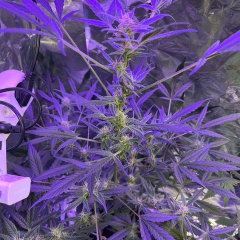 Blueberry Auto  growlog timeline photo