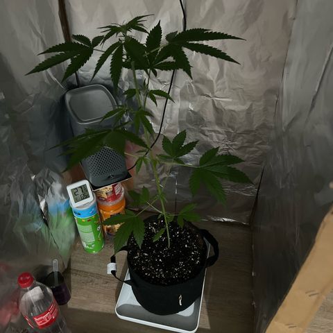 Disidos growlog timeline photo