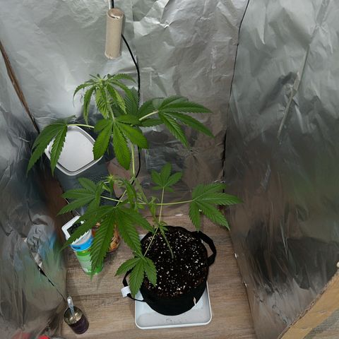 Disidos growlog timeline photo