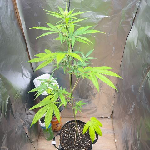 Disidos growlog timeline photo