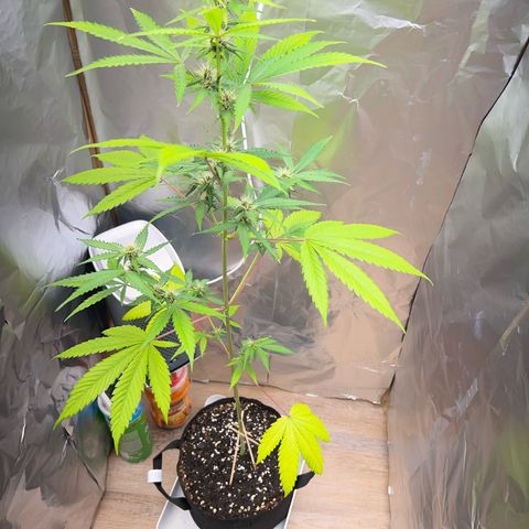 Disidos growlog timeline photo