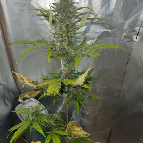 Disidos growlog timeline photo