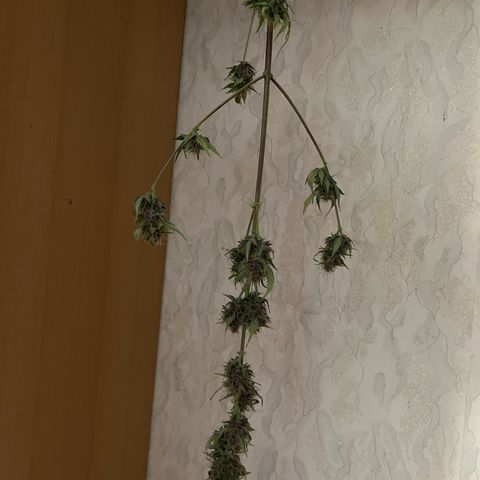 Disidos growlog timeline photo