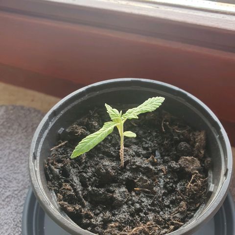Geile Geli growlog timeline photo