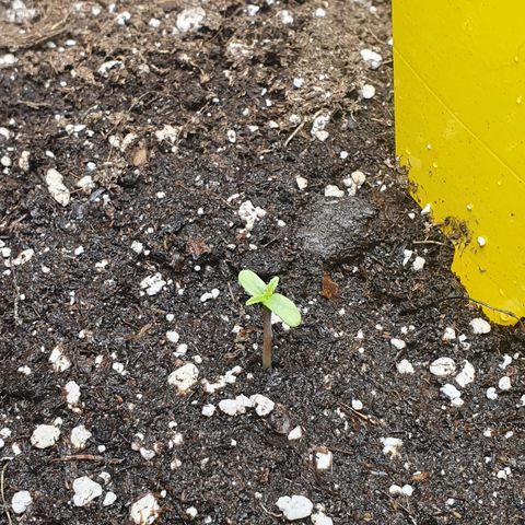 Epsilon growlog timeline photo