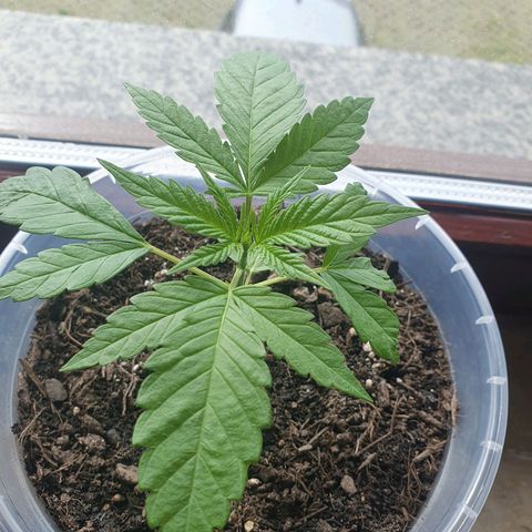 Geile Geli growlog timeline photo