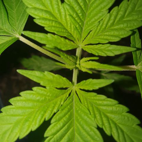Geile Geli growlog timeline photo