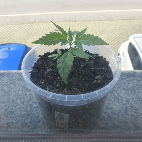 Geile Geli growlog timeline photo