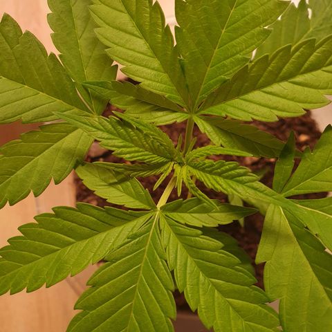 Geile Geli growlog timeline photo