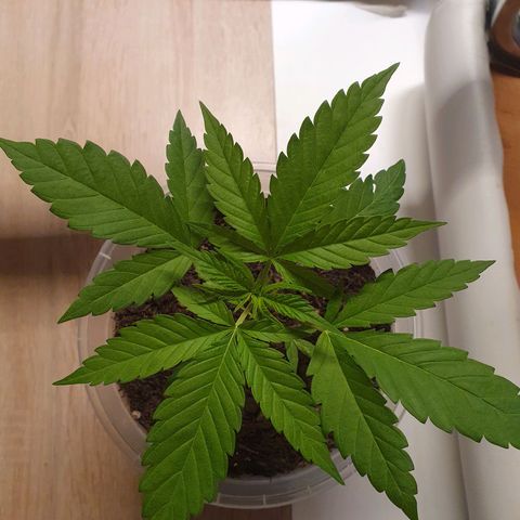 Geile Geli growlog timeline photo