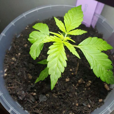 Geile Geli growlog photo: Katzen Schaden 🙈🙉🙊